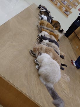 Cat Café MOFF イオンモール豊川店に投稿された画像（2026/2/19）