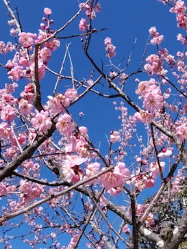 偕楽園本園に投稿された画像（2026/2/19）