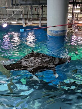 マクセル アクアパーク品川に投稿された画像（2026/2/19）