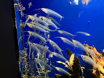 サンシャイン水族館に投稿された画像（2026/2/19）