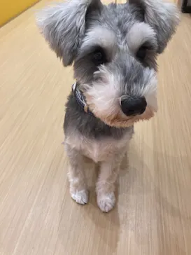 いぬカフェRio 広島店に投稿された画像（2026/2/19）