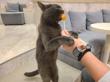 猫カフェモカ　町田ジョルナ店に投稿された画像（2026/2/19）