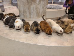 猫カフェモカ　町田ジョルナ店に投稿された画像（2026/2/19）