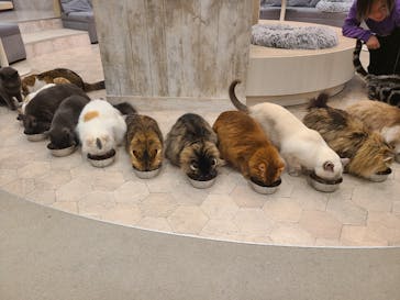 猫カフェモカ　町田ジョルナ店に投稿された画像（2026/2/19）