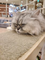 猫カフェモカ　町田ジョルナ店に投稿された画像（2026/2/19）