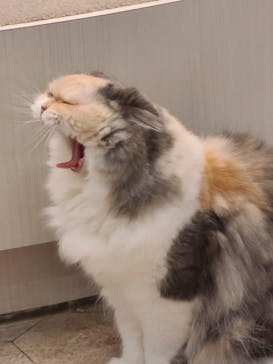 猫カフェモカ　町田ジョルナ店に投稿された画像（2026/2/19）