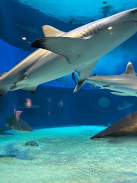 沖縄美ら海水族館に投稿された画像（2026/2/19）