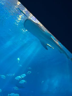 沖縄美ら海水族館に投稿された画像（2026/2/19）