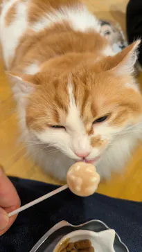 猫カフェPuchiMarry　名古屋大須店に投稿された画像（2026/2/19）