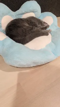 猫カフェPuchiMarry　名古屋大須店に投稿された画像（2026/2/19）