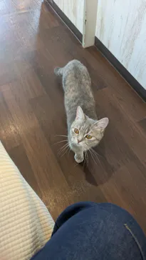 猫カフェPuchiMarry　名古屋大須店に投稿された画像（2026/2/19）