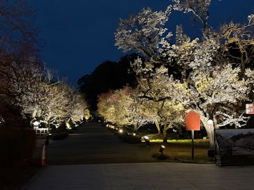 偕楽園本園に投稿された画像（2026/2/19）