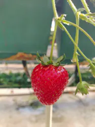 岸井農園に投稿された画像（2026/2/19）