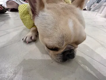 いぬカフェRio 原宿竹下通り店に投稿された画像（2026/2/19）