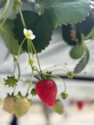 the BERRY YOKOHAMAに投稿された画像（2026/2/19）