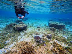 沖縄ダイビングショップ　シェルシーに投稿された画像（2026/2/19）