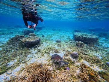 沖縄ダイビングショップ　シェルシーに投稿された画像（2026/2/19）