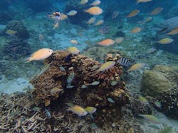 沖縄ダイビングショップ　シェルシーに投稿された画像（2026/2/19）