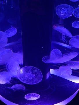 マクセル アクアパーク品川に投稿された画像（2026/2/19）