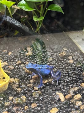 カワスイ 川崎⽔族館に投稿された画像（2026/2/19）