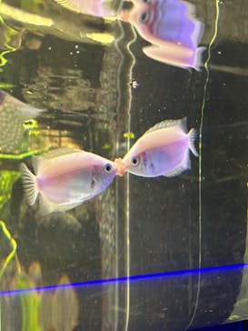 カワスイ 川崎⽔族館に投稿された画像（2026/2/19）