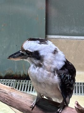 カワスイ 川崎⽔族館に投稿された画像（2026/2/19）