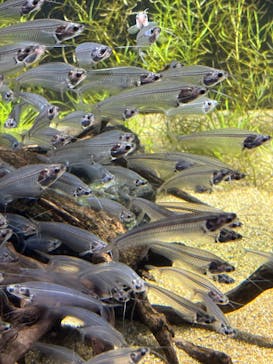 カワスイ 川崎⽔族館に投稿された画像（2026/2/19）