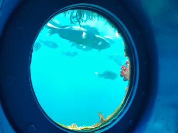 串本海中公園水族館に投稿された画像（2026/2/20）