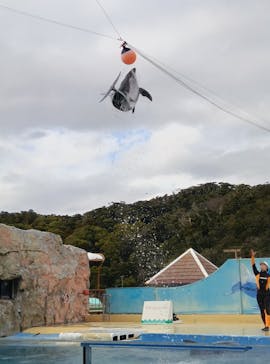 下田海中水族館に投稿された画像（2026/2/20）