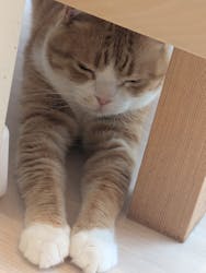 Cat Café MOFF 名古屋PARCO店に投稿された画像（2026/2/20）