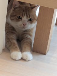 Cat Café MOFF 名古屋PARCO店に投稿された画像（2026/2/20）