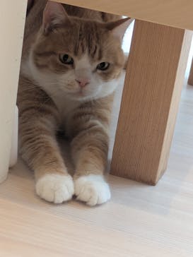 Cat Café MOFF 名古屋PARCO店に投稿された画像（2026/2/20）