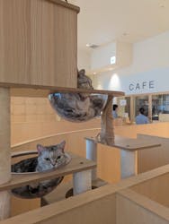Cat Café MOFF 名古屋PARCO店に投稿された画像（2026/2/20）