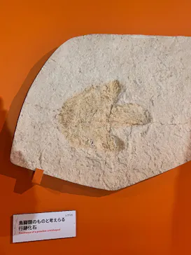 特別展「大絶滅展―生命史のビッグファイブ」に投稿された画像（2026/2/20）