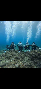 武藤潜水に投稿された画像（2026/2/20）