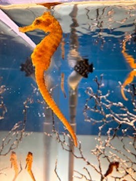 鴨川シーワールドに投稿された画像（2026/2/20）