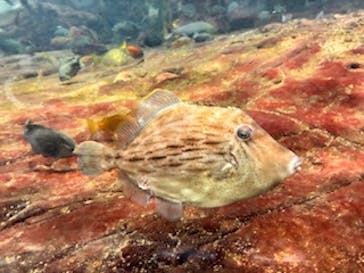 鴨川シーワールドに投稿された画像（2026/2/20）