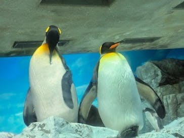 鴨川シーワールドに投稿された画像（2026/2/20）