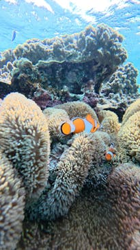 nico 宮古島に投稿された画像（2026/2/20）