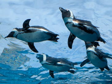 サンシャイン水族館に投稿された画像（2026/2/20）