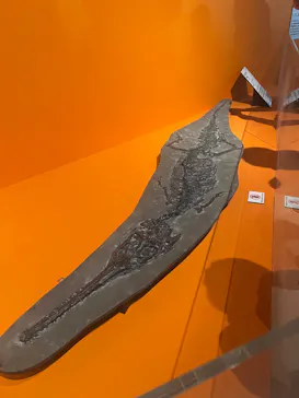 特別展「大絶滅展―生命史のビッグファイブ」に投稿された画像（2026/2/20）