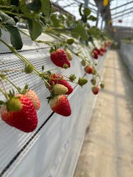 山万ユーカリファームに投稿された画像（2026/2/20）