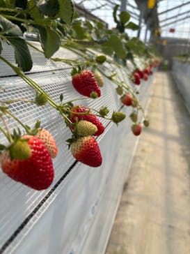 山万ユーカリファームに投稿された画像（2026/2/20）