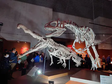 特別展「大絶滅展―生命史のビッグファイブ」に投稿された画像（2026/2/20）