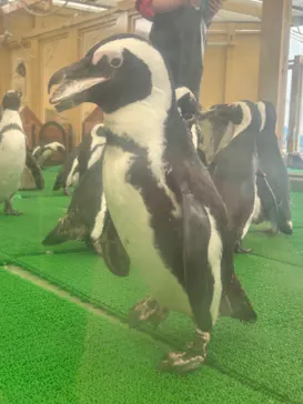 名古屋港水族館に投稿された画像（2026/2/20）