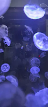 竹島水族館に投稿された画像（2026/2/20）