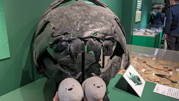 特別展「大絶滅展―生命史のビッグファイブ」に投稿された画像（2026/2/20）