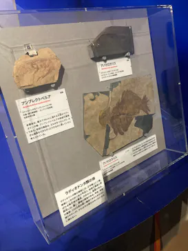 特別展「大絶滅展―生命史のビッグファイブ」に投稿された画像（2026/2/20）