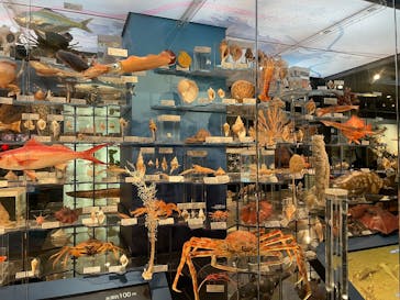 国立科学博物館に投稿された画像（2026/2/20）