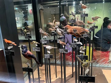 国立科学博物館に投稿された画像（2026/2/20）